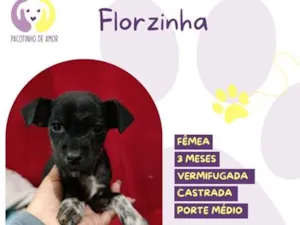 Cachorro raça SRD-ViraLata idade 2 a 6 meses nome Florzinha