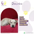 Docinho