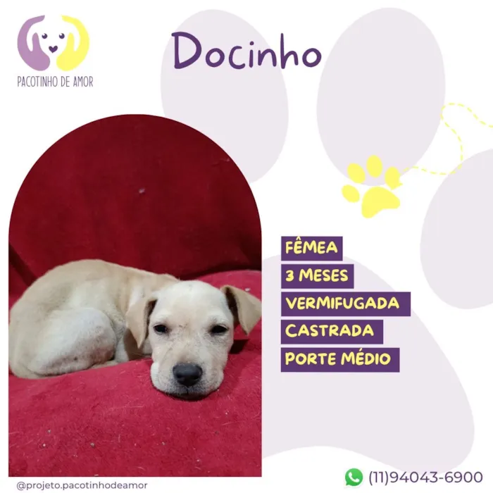 Cachorro raça SRD-ViraLata idade 2 a 6 meses nome Docinho