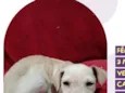 Docinho