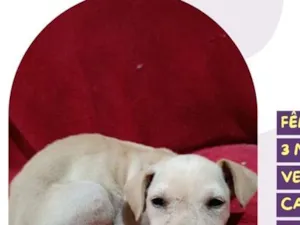 Cachorro raça SRD-ViraLata idade 2 a 6 meses nome Docinho