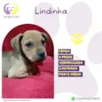 Lindinha
