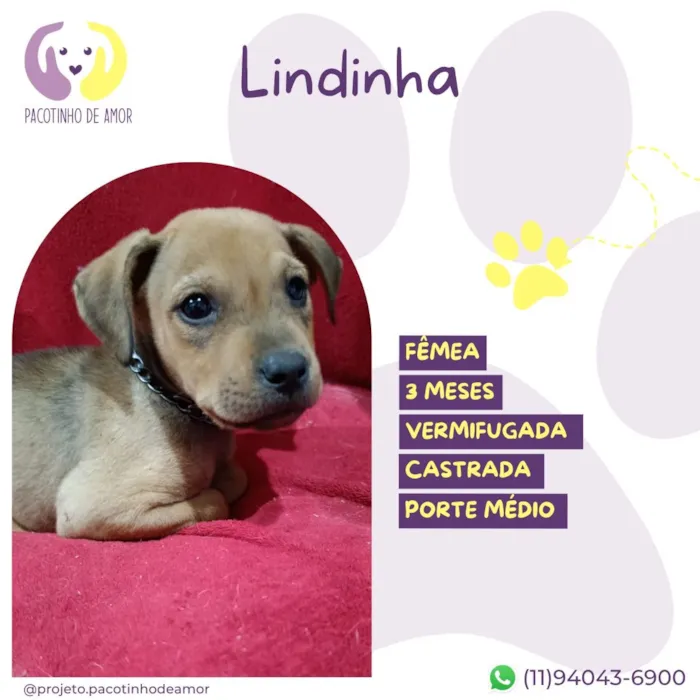 Cachorro raça SRD-ViraLata idade 2 a 6 meses nome Lindinha