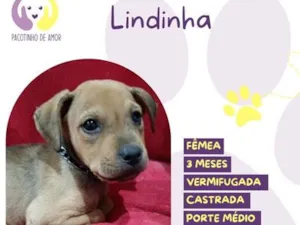 Cachorro raça SRD-ViraLata idade 2 a 6 meses nome Lindinha