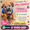 cacau