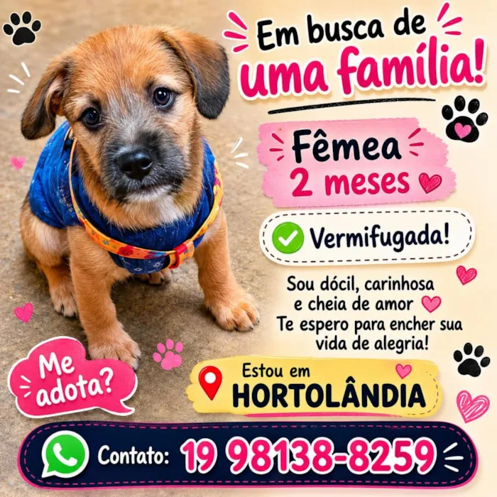 Cachorro raça SRD-ViraLata idade 2 a 6 meses nome cacau