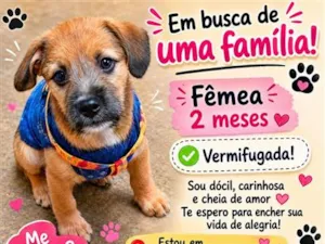 Cachorro raça SRD-ViraLata idade 2 a 6 meses nome cacau
