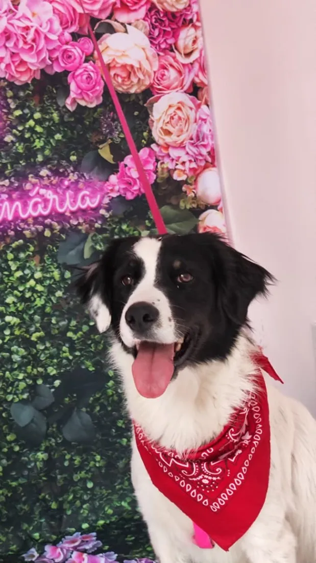 Cachorro raça SRD-ViraLata idade 7 a 11 meses nome Amir 