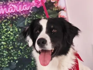 Cachorro raça SRD-ViraLata idade 7 a 11 meses nome Amir 