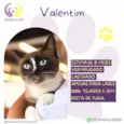 Valentim