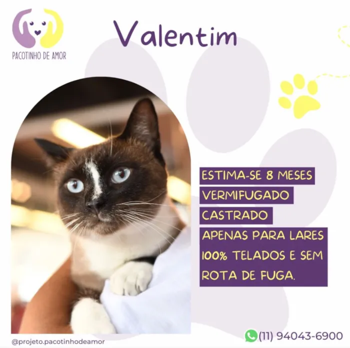Gato raça SRD-ViraLata idade 7 a 11 meses nome Valentim
