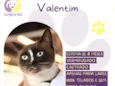 Valentim
