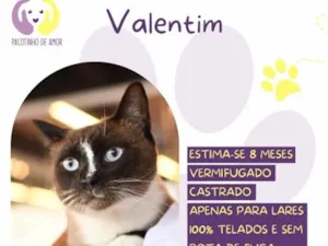 Gato raça SRD-ViraLata idade 7 a 11 meses nome Valentim