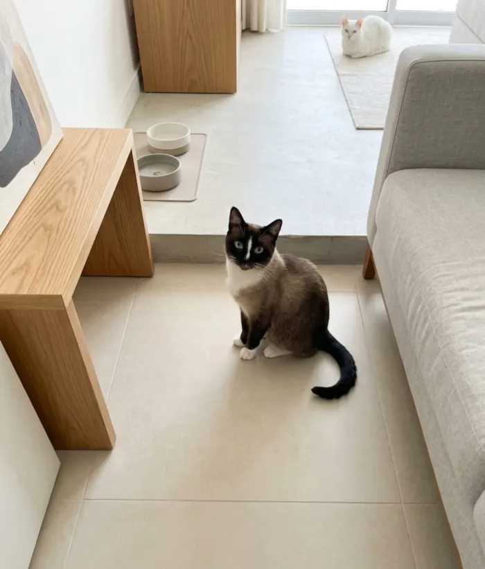 Gato raça SRD-ViraLata idade 1 ano nome Valentim 