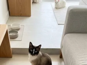 Gato raça SRD-ViraLata idade 1 ano nome Valentim 