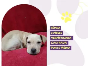 Cachorro raça SRD-ViraLata idade 2 a 6 meses nome Docinho