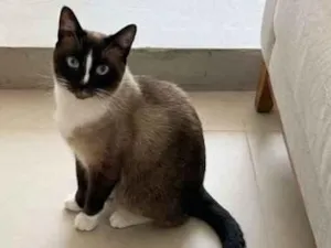 Gato raça SRD-ViraLata idade 1 ano nome Valentim 