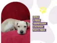 Docinho
