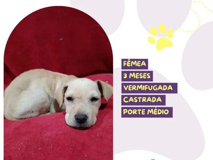Cachorro raça SRD-ViraLata idade 2 a 6 meses nome Docinho