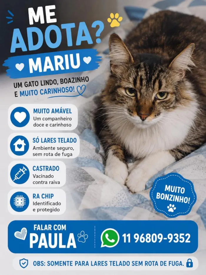 Gato raça SRD-ViraLata idade 2 a 6 meses nome Mariu