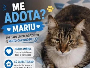 Gato raça SRD-ViraLata idade 2 a 6 meses nome Mariu