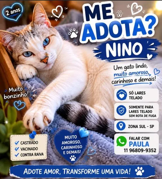 Gato raça SRD-ViraLata idade 7 a 11 meses nome Nino