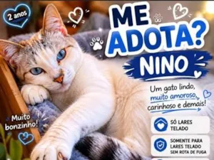Gato raça SRD-ViraLata idade 7 a 11 meses nome Nino