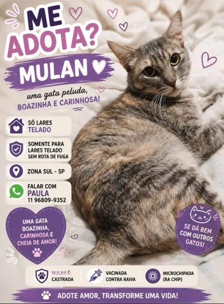 Gato raça SRD-ViraLata idade 7 a 11 meses nome Mulan