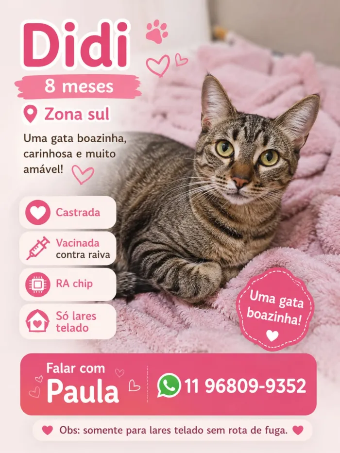 Gato raça SRD-ViraLata idade 7 a 11 meses nome Didi
