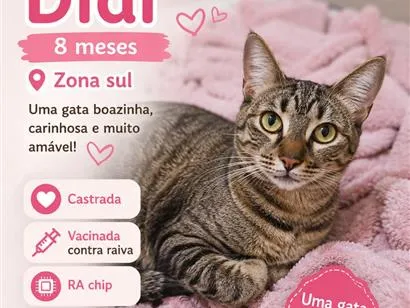 Gato raça SRD-ViraLata idade 7 a 11 meses nome Didi