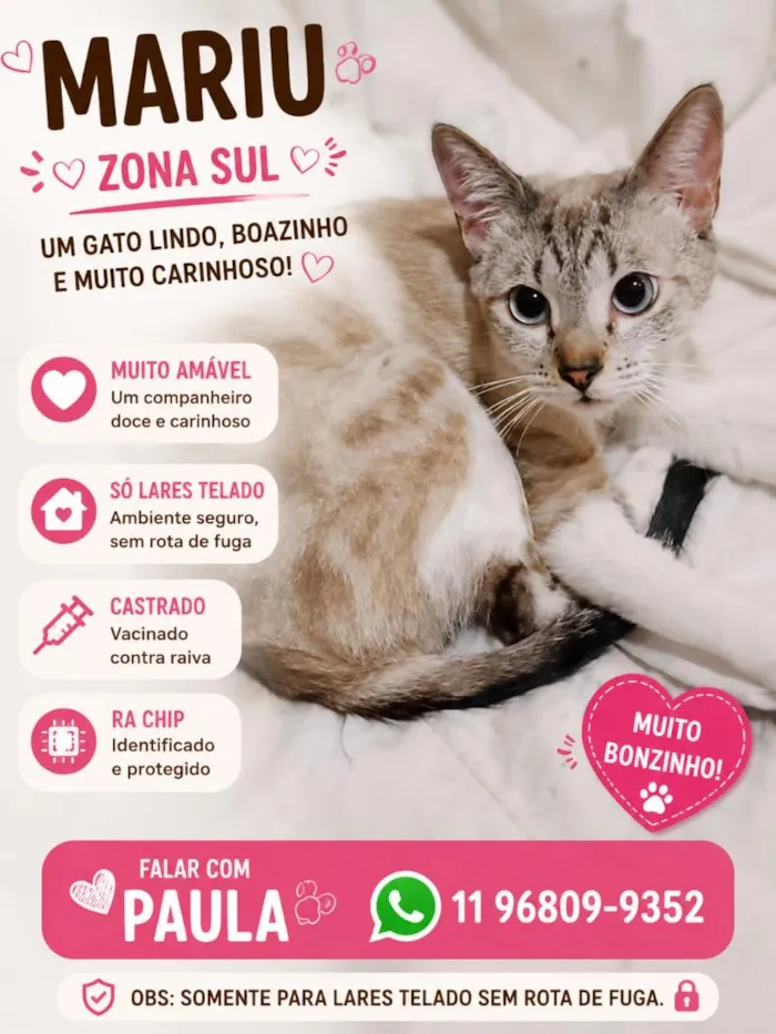 Gato raça SRD-ViraLata idade 7 a 11 meses nome Mariu