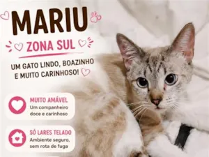 Gato raça SRD-ViraLata idade 7 a 11 meses nome Mariu