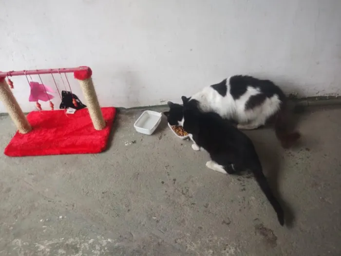 Gato raça SRD-ViraLata idade 6 ou mais anos nome Branquinha e Pretinha