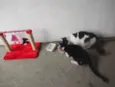 Branquinha e Pretinha