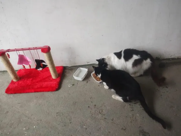 Gato raça SRD-ViraLata idade 6 ou mais anos nome Branquinha e Pretinha