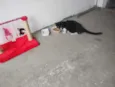 Branquinha e Pretinha