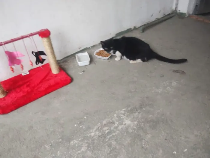 Gato raça SRD-ViraLata idade 6 ou mais anos nome Branquinha e Pretinha
