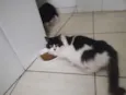 Branquinha e Pretinha