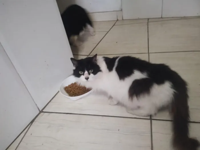 Gato raça SRD-ViraLata idade 6 ou mais anos nome Branquinha e Pretinha