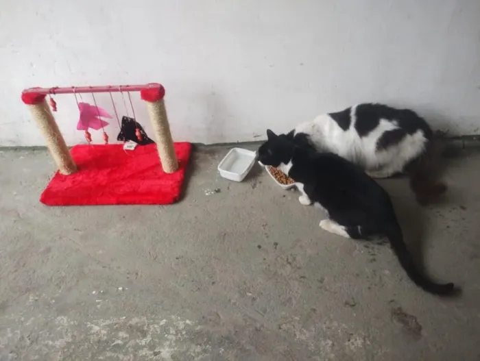 Gato raça SRD-ViraLata idade 6 ou mais anos nome Branquinha e Pretinha