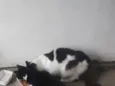Branquinha e Pretinha