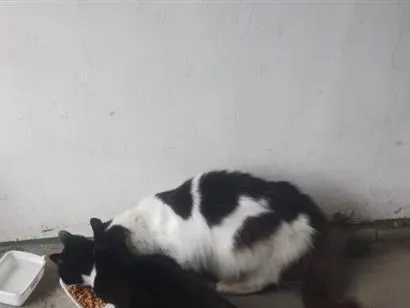 Gato raça SRD-ViraLata idade 6 ou mais anos nome Branquinha e Pretinha