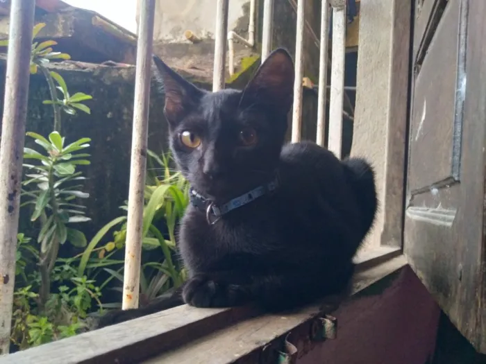 Gato raça SRD-ViraLata idade 2 a 6 meses nome pretinho