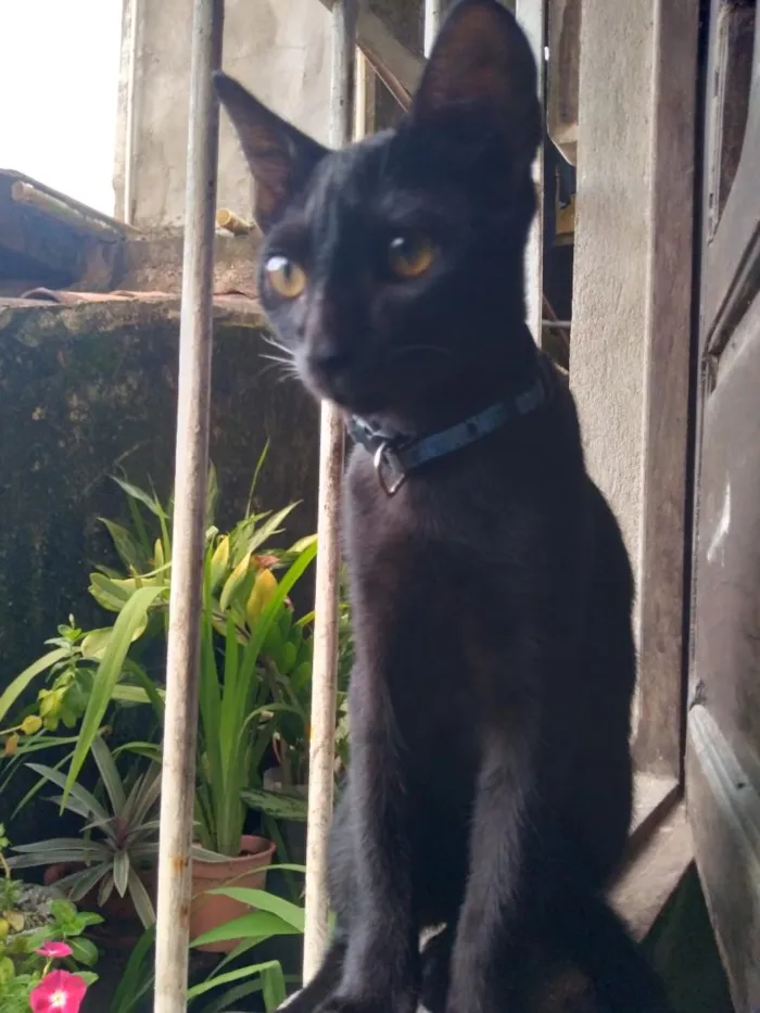 Gato raça SRD-ViraLata idade 2 a 6 meses nome pretinho