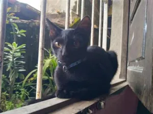 Gato raça SRD-ViraLata idade 2 a 6 meses nome pretinho