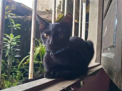 Gato raça SRD-ViraLata idade 2 a 6 meses nome pretinho
