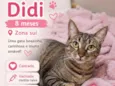 Didi