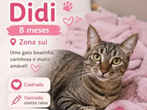 Gato raça SRD-ViraLata idade 7 a 11 meses nome Didi