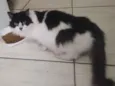 Branquinha e Pretinha