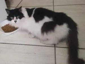 Gato raça SRD-ViraLata idade 6 ou mais anos nome Branquinha e Pretinha